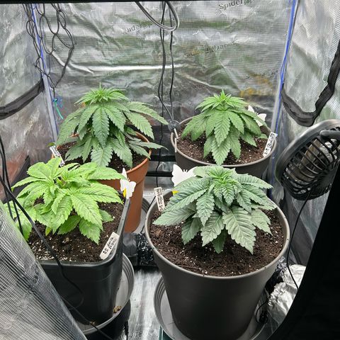 Blueberry OG growlog timeline photo