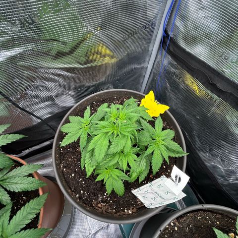 Blueberry OG growlog timeline photo