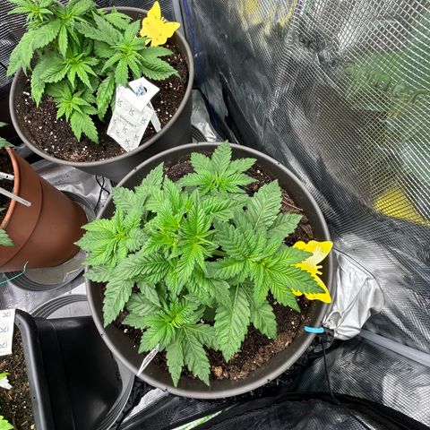 Lemon Cherry Gelato growlog timeline photo