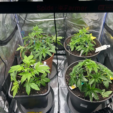 Blueberry OG growlog timeline photo