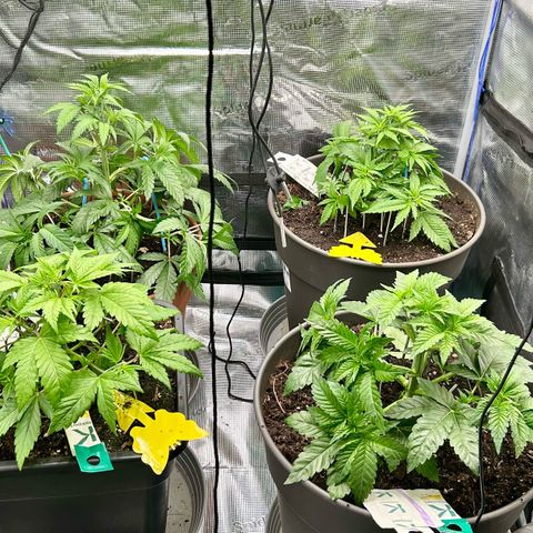 Blueberry OG growlog timeline photo