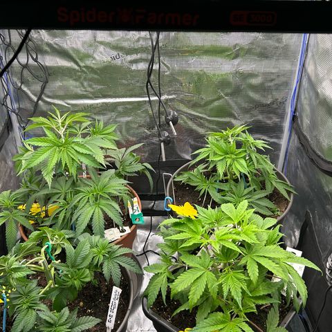 Blueberry OG growlog timeline photo