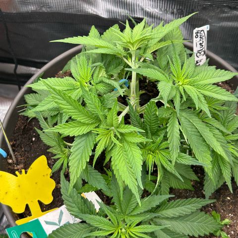 Blueberry OG growlog timeline photo