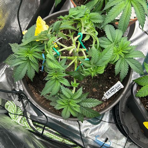 Lemon Cherry Gelato growlog timeline photo