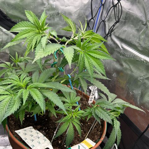 Runtz growlog timeline photo