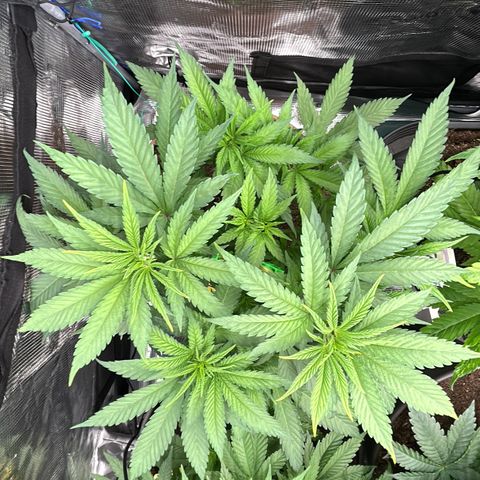 Runtz growlog timeline photo