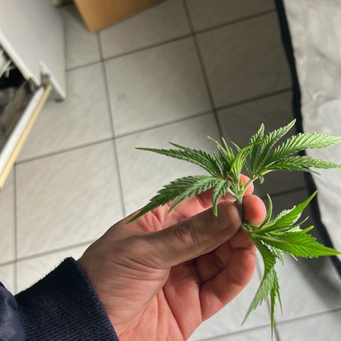Runtz growlog timeline photo