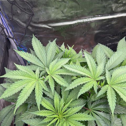 Runtz growlog timeline photo