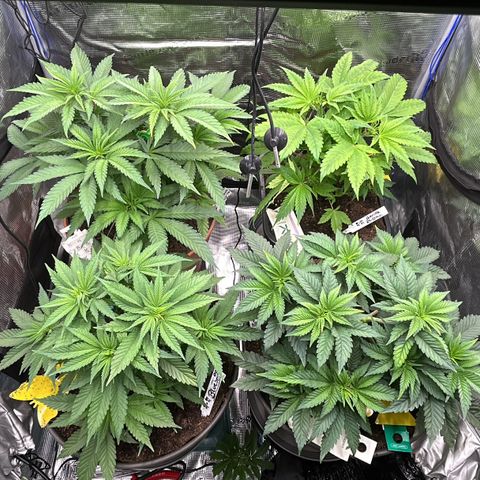 Blueberry OG growlog timeline photo