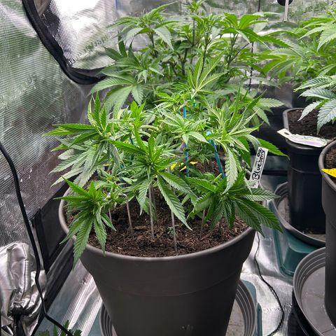 Blueberry OG growlog timeline photo