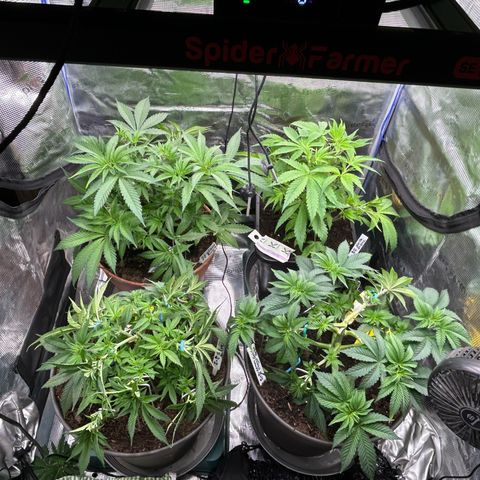 Blueberry OG growlog timeline photo