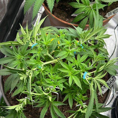 Blueberry OG growlog timeline photo