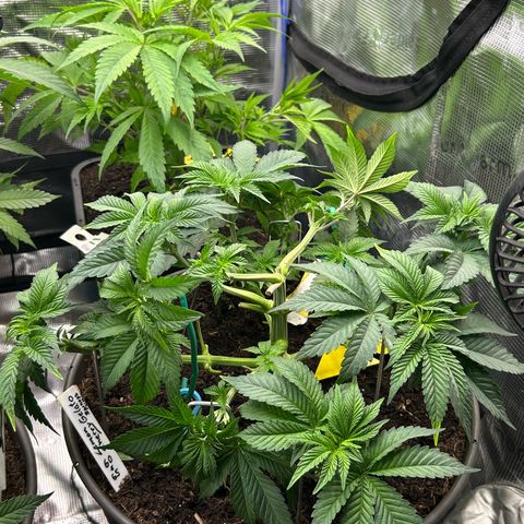 Lemon Cherry Gelato growlog timeline photo