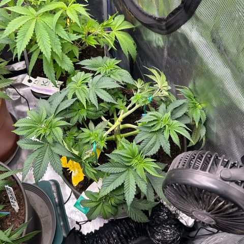 Lemon Cherry Gelato growlog timeline photo
