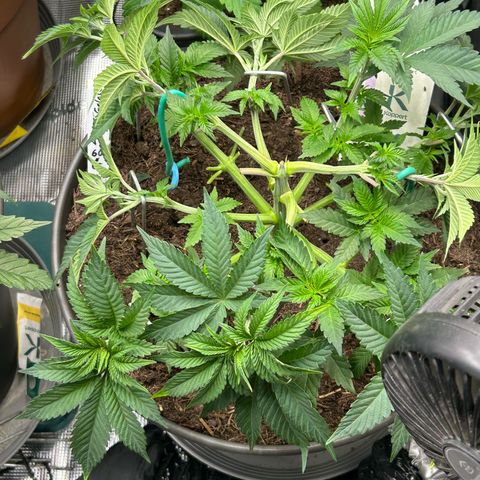 Lemon Cherry Gelato growlog timeline photo
