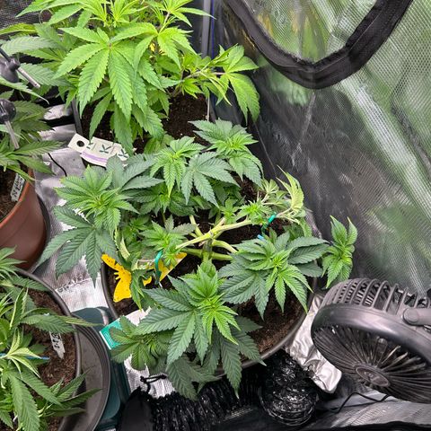 Lemon Cherry Gelato growlog timeline photo