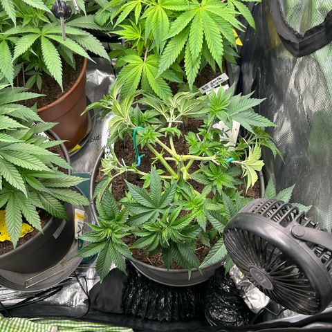Lemon Cherry Gelato growlog timeline photo