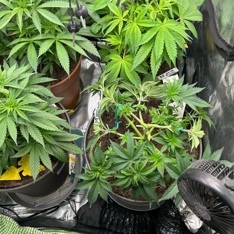 Lemon Cherry Gelato growlog timeline photo
