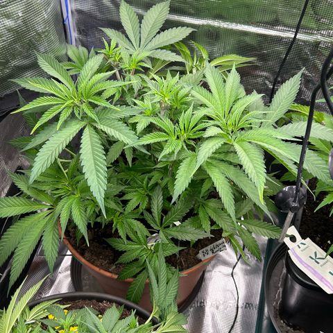 Runtz growlog timeline photo