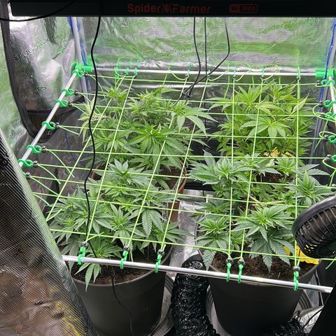 Blueberry OG growlog timeline photo
