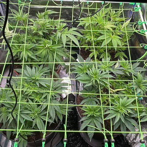 Blueberry OG growlog timeline photo
