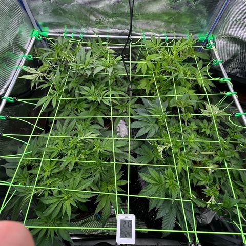 Blueberry OG growlog timeline photo