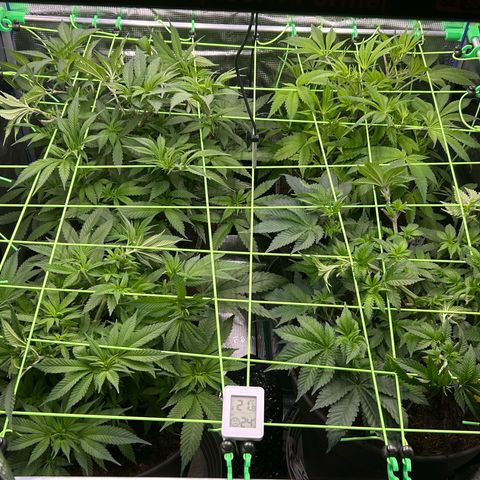 Blueberry OG growlog timeline photo