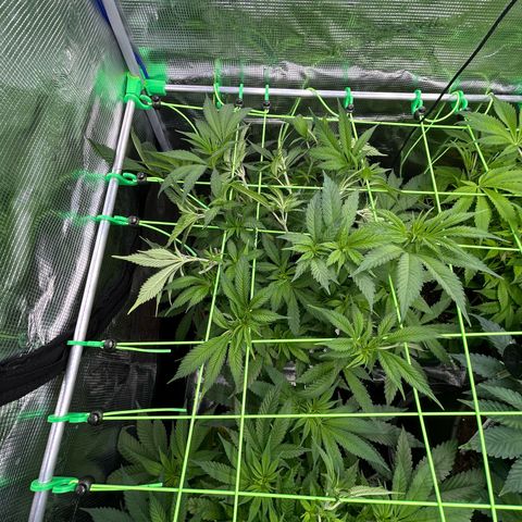 Blueberry OG growlog timeline photo