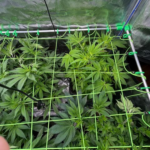 Blueberry OG growlog timeline photo