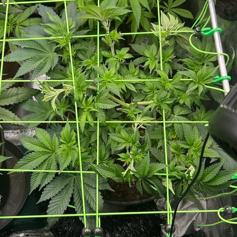 Blueberry OG growlog timeline photo