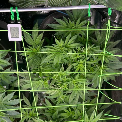 Blueberry OG growlog timeline photo
