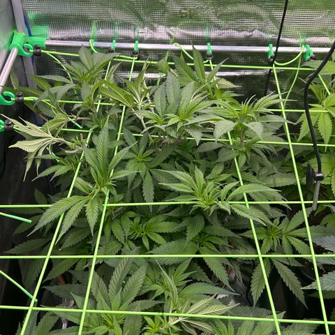 Blueberry OG growlog timeline photo