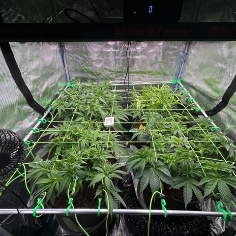 Blueberry OG growlog timeline photo