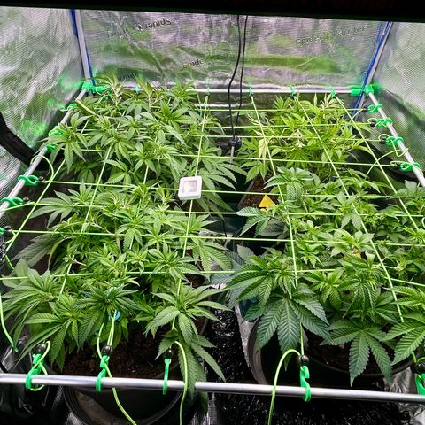 Blueberry OG growlog timeline photo