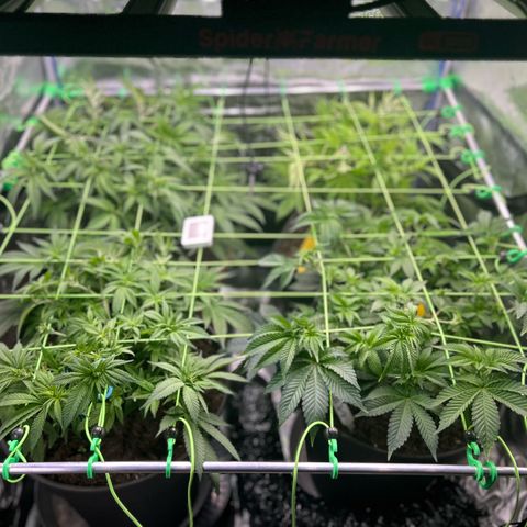 Blueberry OG growlog timeline photo