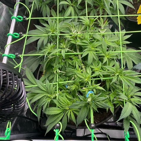 Blueberry OG growlog timeline photo