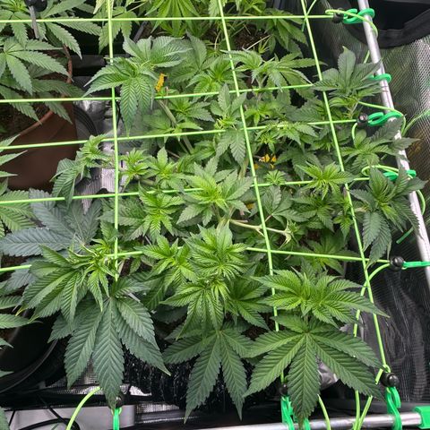 Lemon Cherry Gelato growlog timeline photo