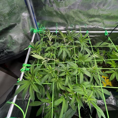 Runtz growlog timeline photo