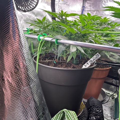 Blueberry OG growlog timeline photo