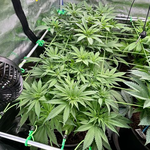 Blueberry OG growlog timeline photo