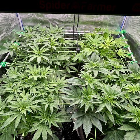 Blueberry OG growlog timeline photo