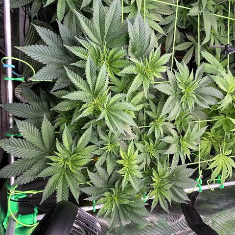 Lemon Cherry Gelato growlog timeline photo