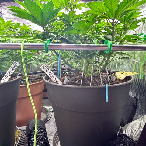 Lemon Cherry Gelato growlog timeline photo