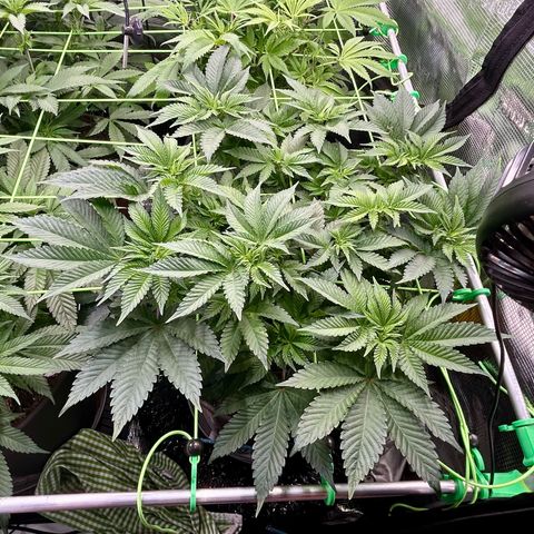 Lemon Cherry Gelato growlog timeline photo