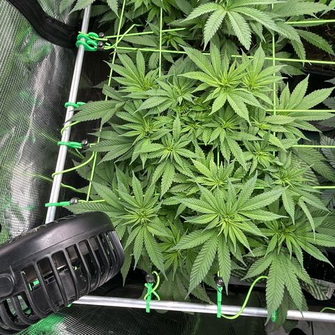 Blueberry OG growlog timeline photo