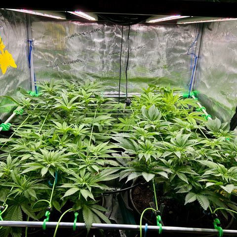 Runtz growlog timeline photo