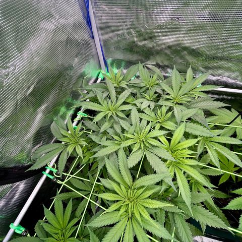 Runtz growlog timeline photo