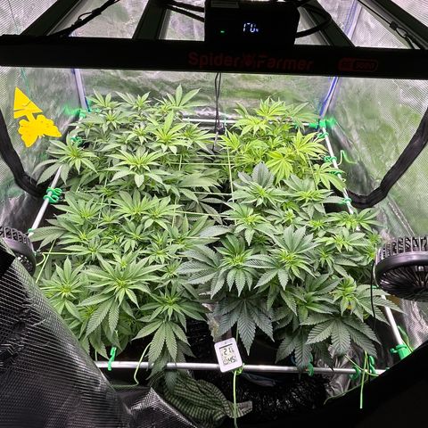 Blueberry OG growlog timeline photo