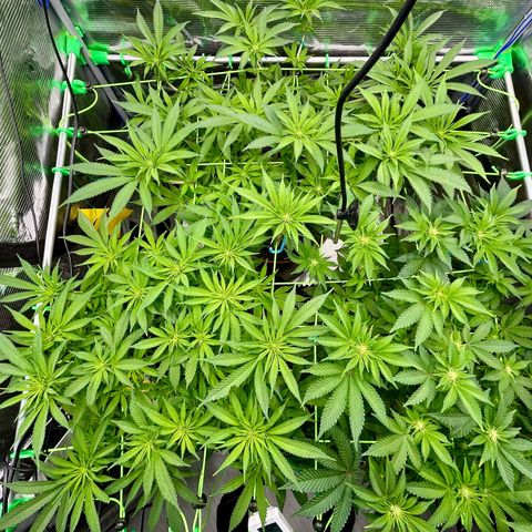 Blueberry OG growlog timeline photo