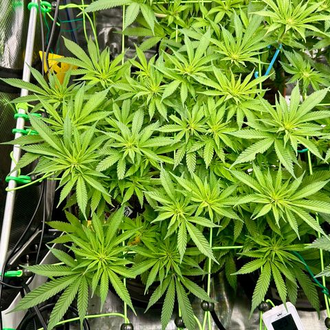 Blueberry OG growlog timeline photo